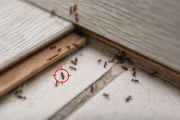 Best Pest Control Treatment  in Worland, WY